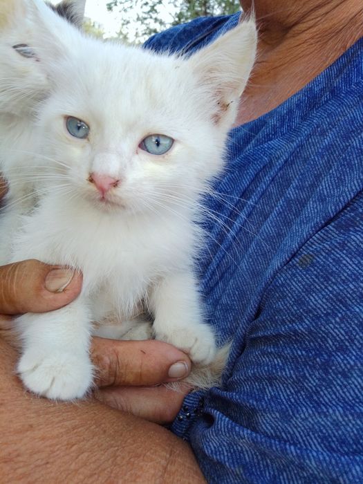 Котята ищут ДОБРЫЙ ДОМ