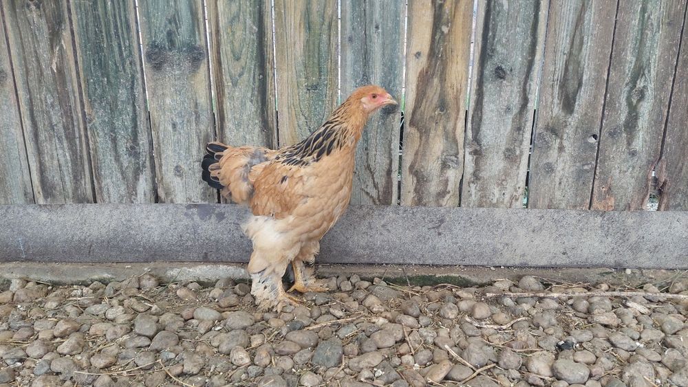 Brahma hermina și Brahma columbia - TINERET