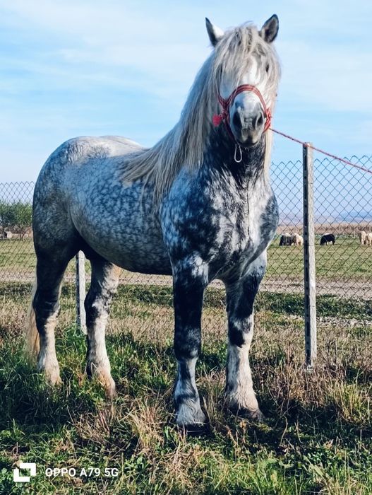 De vânzare armăsar de 7 ani