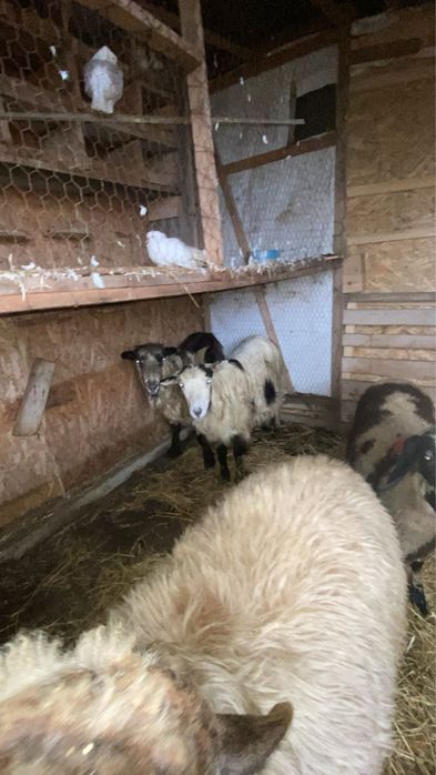 Vand.2.berbeci.2.capre.si.2.carlane