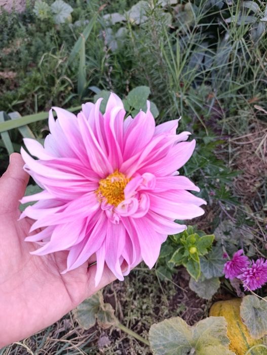 Гул Георгин картошкаси Цветы  Клубни Георгина