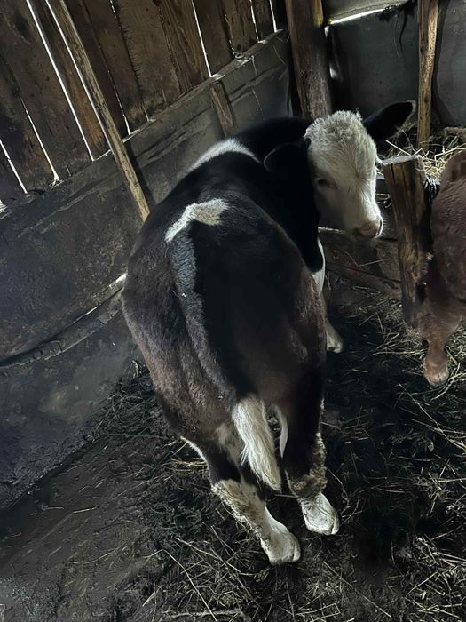 vand vitel albastru belgian