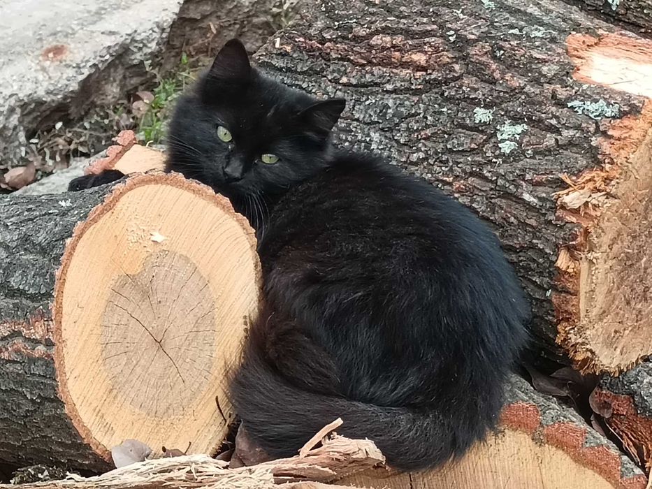 Подарявам котета на четири месеца