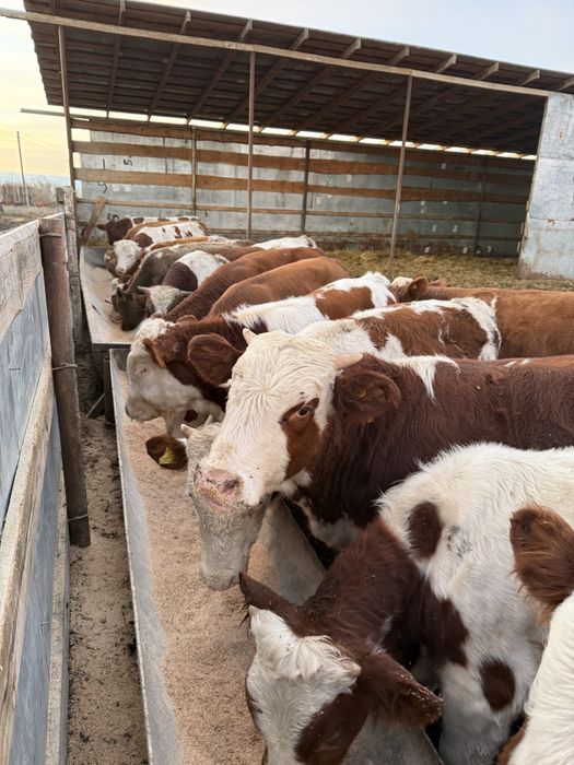 Продам бычков разных возрастов количество 5 голов , на выбор .