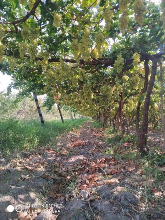 Агробизнес виноградники с возможностью многопрофильного хозяйства.