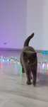 Pisică British Shorthair femela