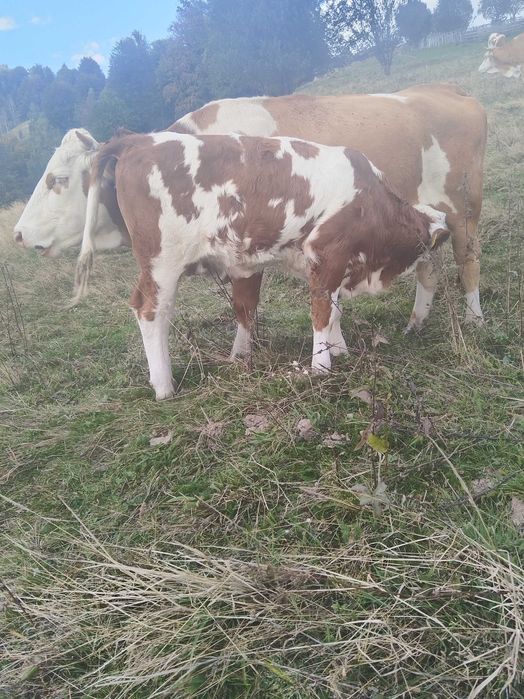 Vînd vacã cu vitea