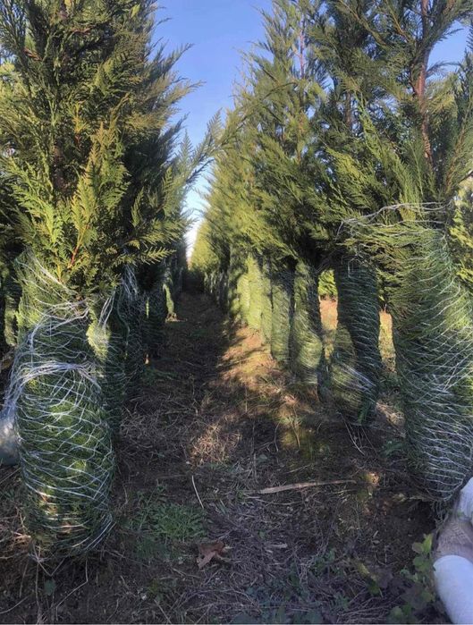 Leylandii chiparos ideal pentru gard vii