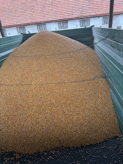 Porumb boabe !!umididate 15