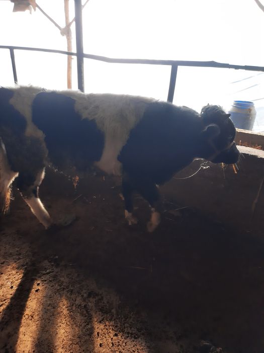 Buqala sotiladi sfatli