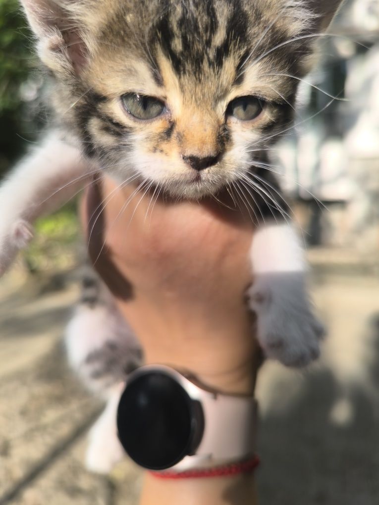 Подарявам котенца