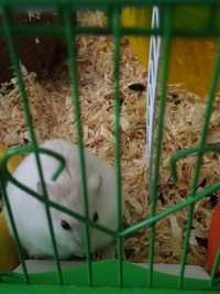 Hamster pitic pe nume Tafi , vârstă 6 luni