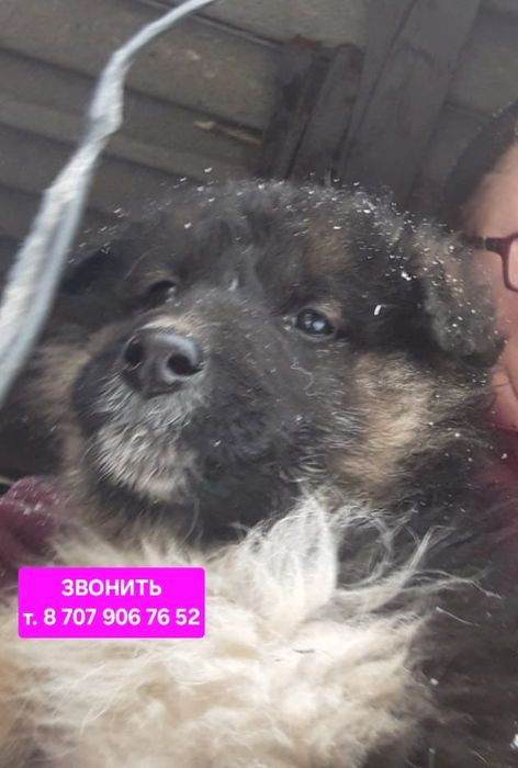 Активные щенки в поиске дома