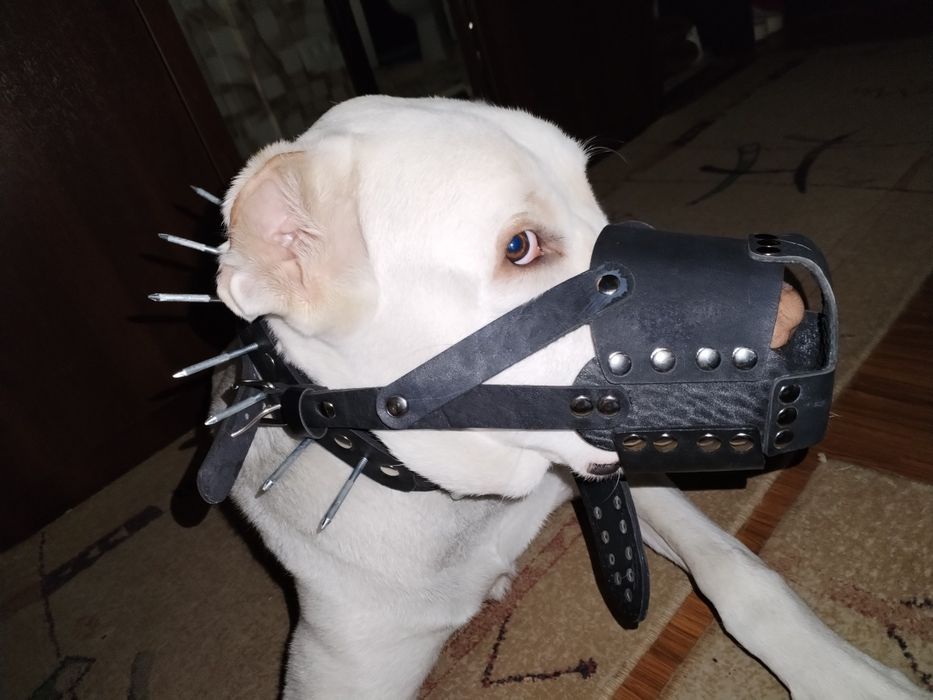 Аксесуары для крупных собак.Новыв