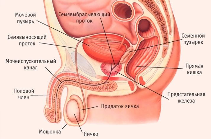 Уролог и андролог (жыныстық инфекция, тез бітіру, жыныстық әлсіздік)
