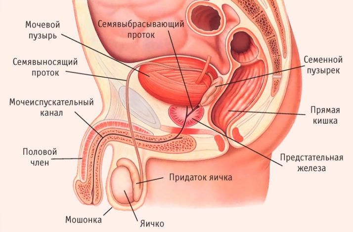 Уролог и андролог (жыныстық инфекция, тез бітіру, жыныстық әлсіздік