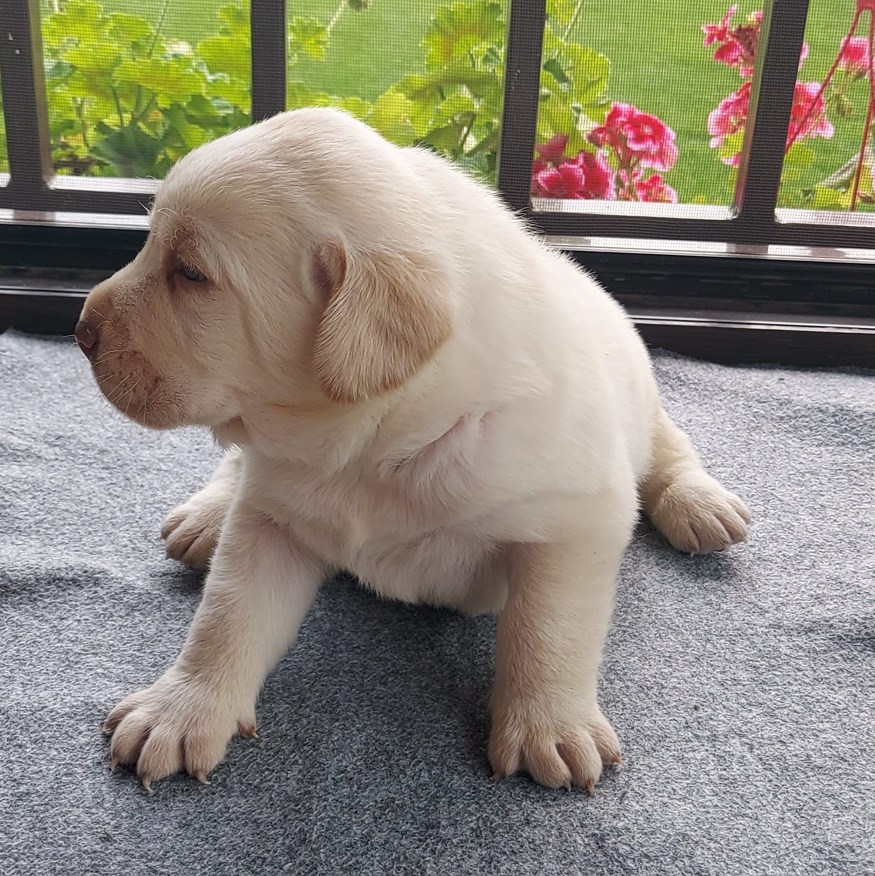 Labrador Retriever cu certificat pedigree