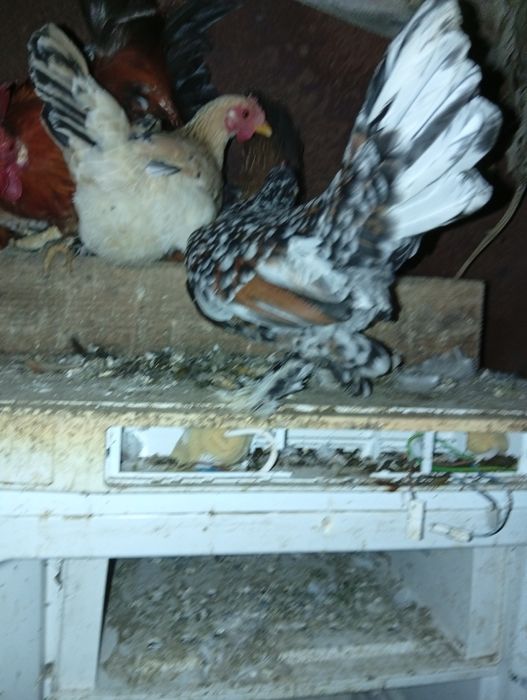 Vând găini și cocosi americani..