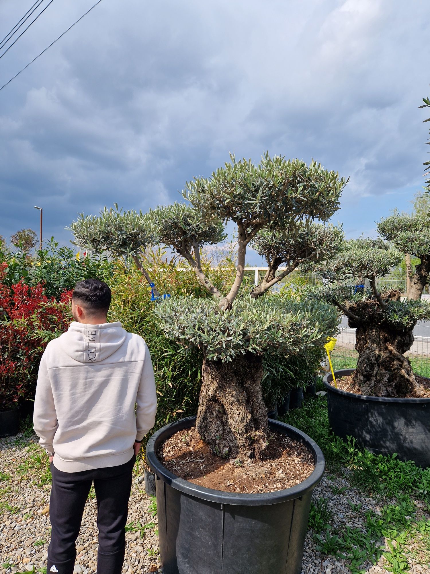 Bonsai Maslin ( olea europaea ) vand maslini , plante exotice