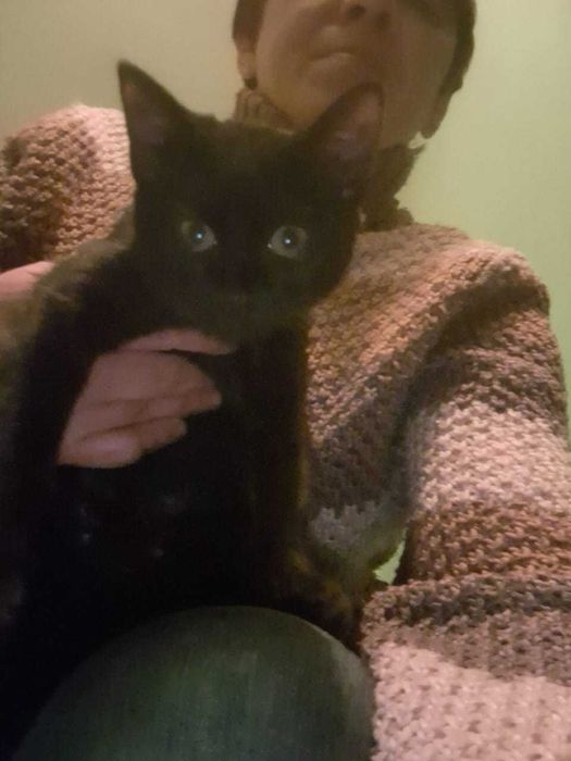 Кошечка срочно ищет дом и любимых хозяев !!!