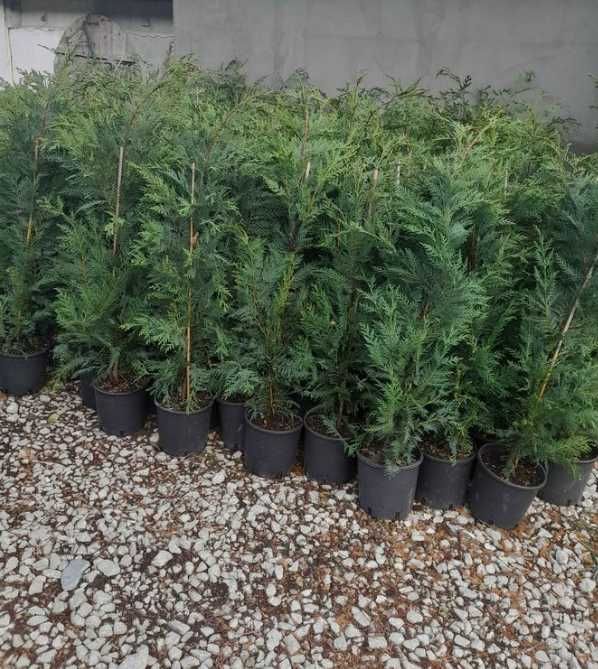 Plantează Cupressocyparis Leylandii și bucură-te de un spațiu verde
