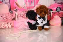 Пудел Той- Poodle Toy