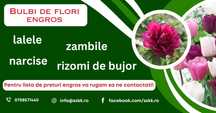 Bulbi de flori si rizomi de bujor - engros