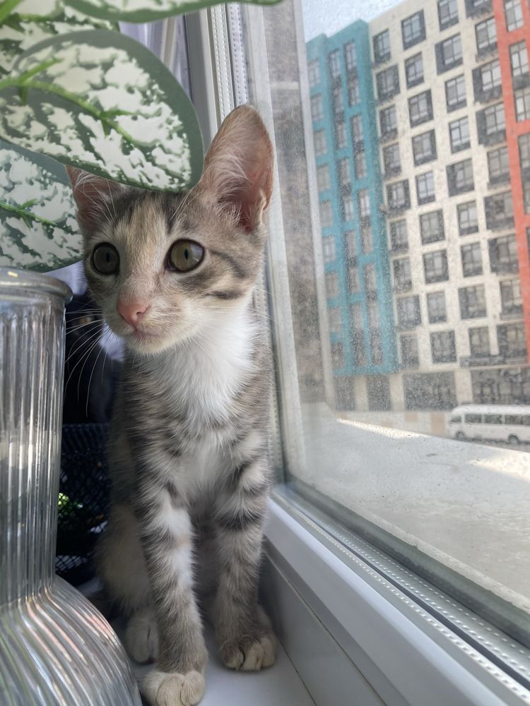 Котёнок бесплатно