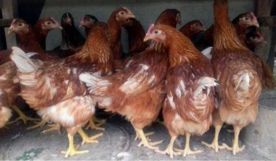Brahma Gold Laced, Australorp negru, Lohman Brown