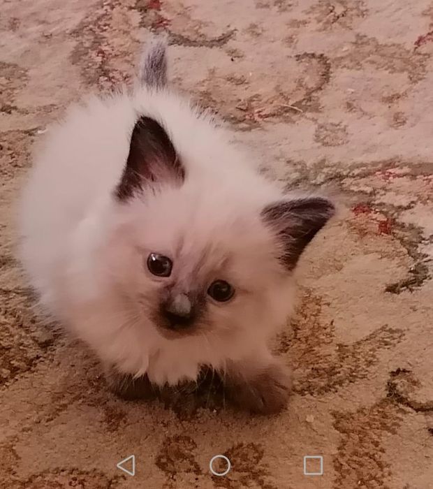 Котята сиамские 1,5 месяца