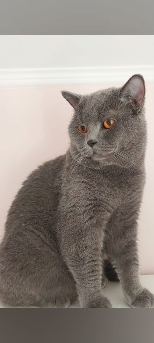 Motan British shorthair blue