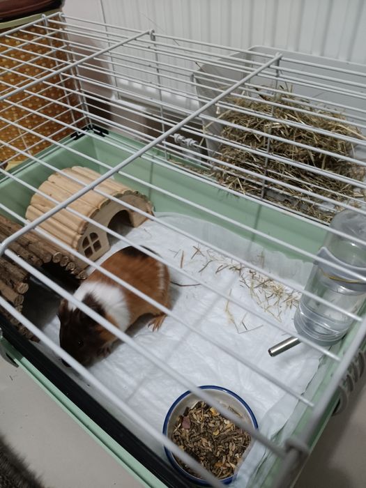 Porcușor de guineea