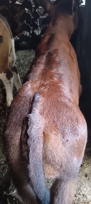 Viței Din Monta De Carne(Angus)