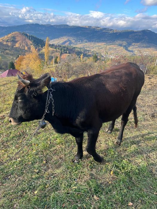 Vând vacă tânară