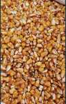 Porum 1.50 lei /kg , 10 tone disponibile
