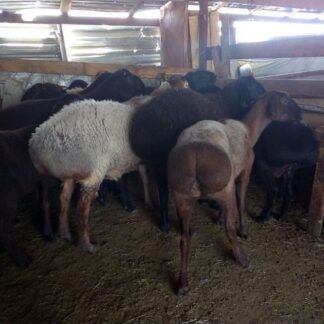 Баран 45 000  тг