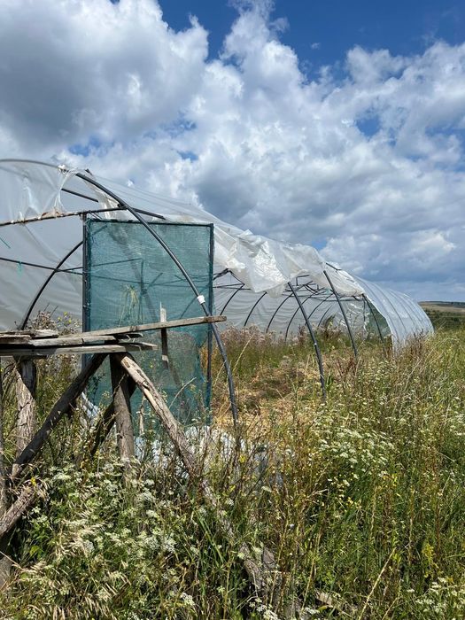 Solar 100 MP 5 pe 20