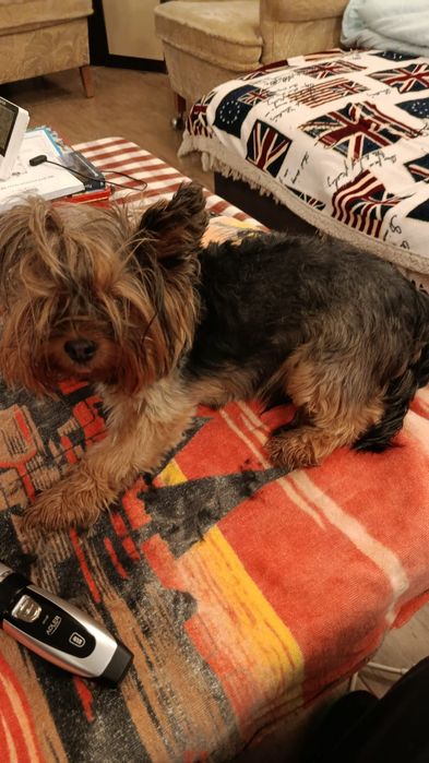 Urgent adoptie Yorkshire Terrier