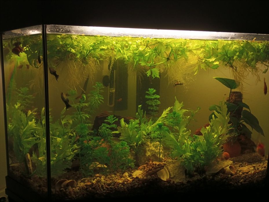 Colecție de plante acvatice tropicale pentru acvariu