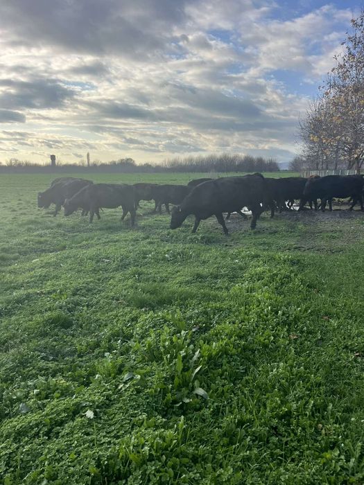 Продавам месодайни крави и телета