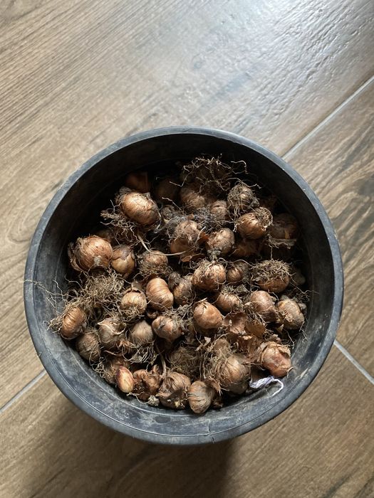 Arcade grătar  ,armate; BULBI  BRÂDUȘE