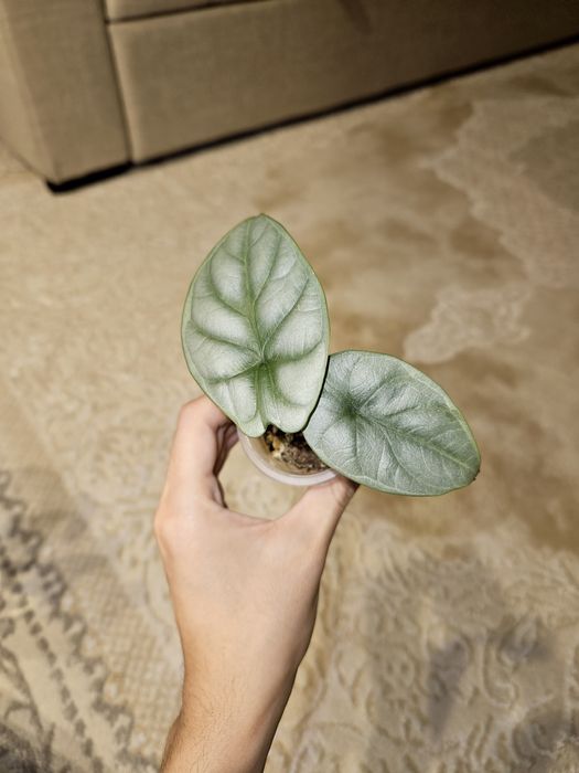 Алоказия Полли, Шкура Дракона Сильвер