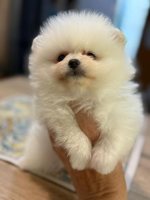 Шпицы мальчики ждут новую семью