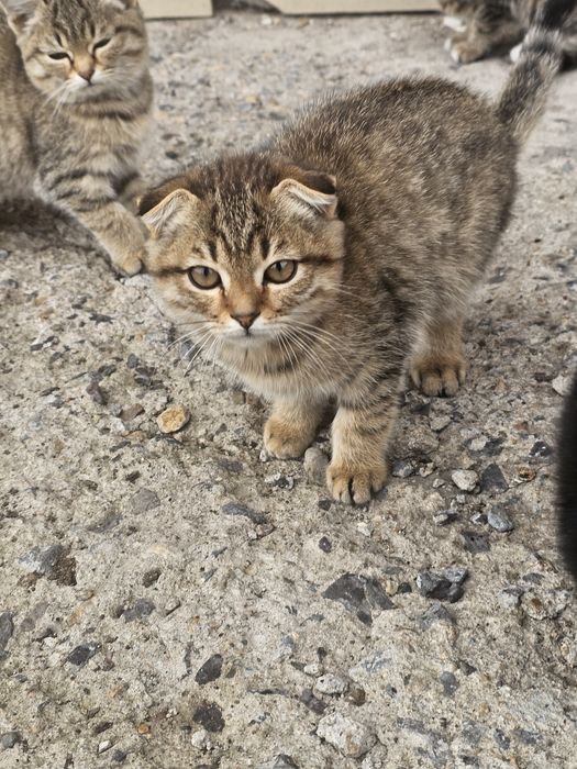 Котята бесплатно
