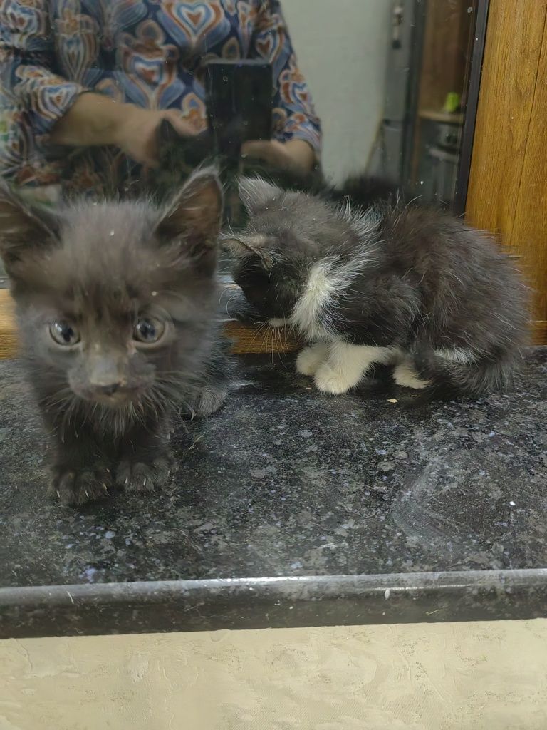 Отдам котят в хорошые руки