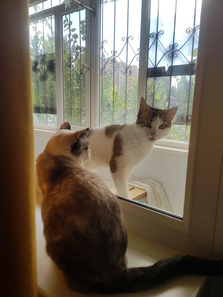 Котик ищет дом кастрирован