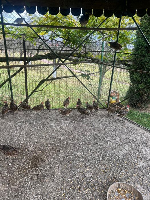 vand perechi de fazani regali