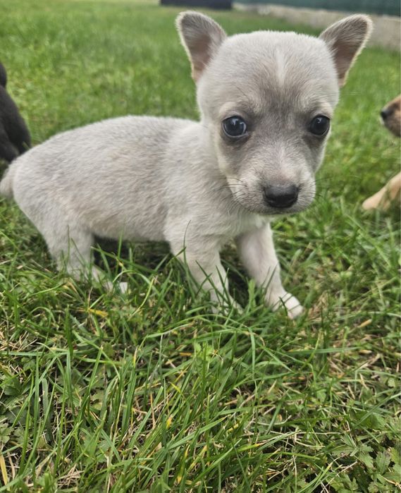 Donez 5 puiuti de caine