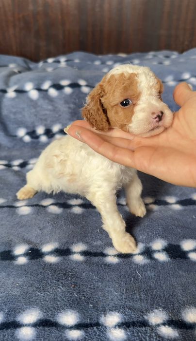 Мини пудели търсят стопани