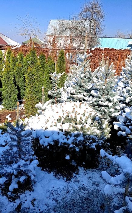 Ели туи разных сортов